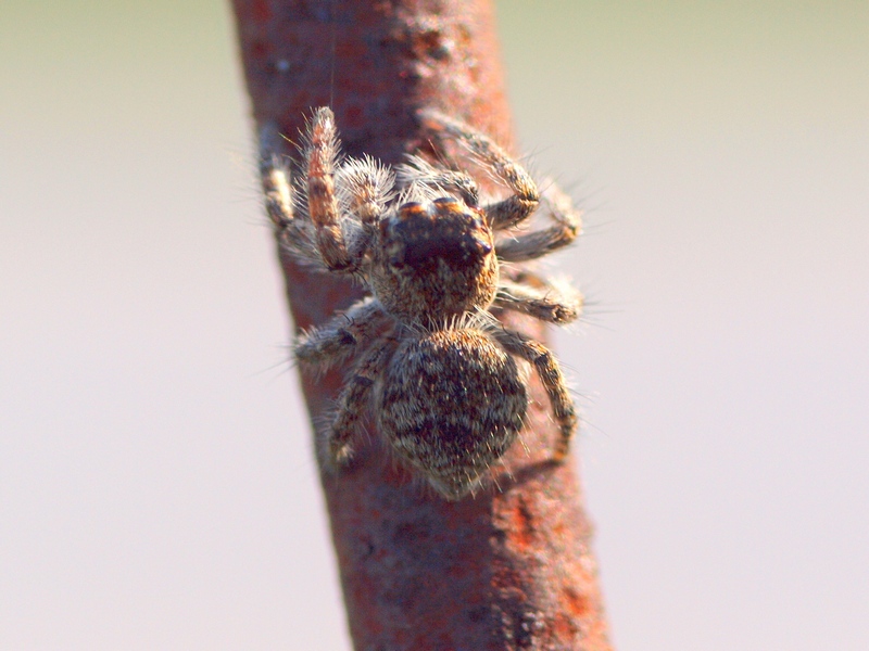 Philaeus chrysops